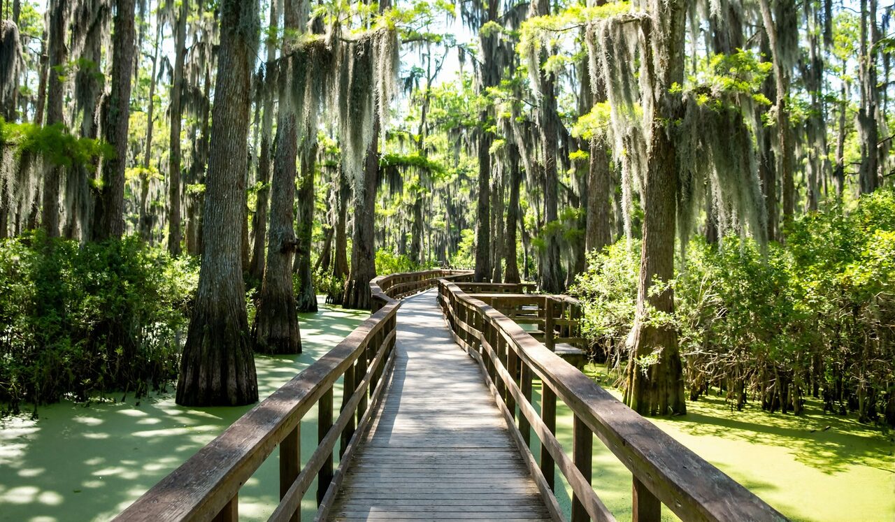 Cypress swamp boardwalk on the Louisiana Northshore near Hammond