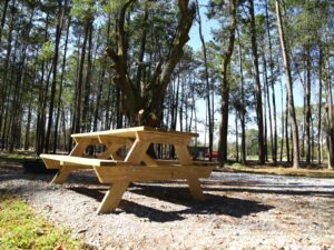 Shady full-hookup pull-through RV site among tall pines at Fireside RV Resort