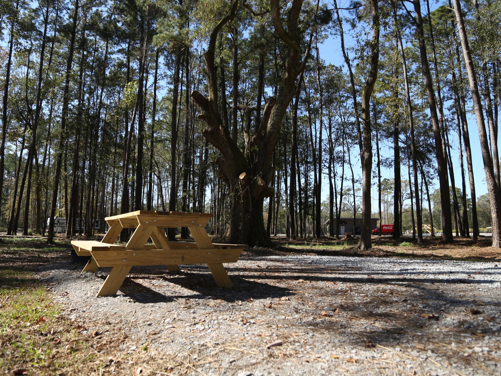 Shaded RV campsite with a picnic table under tall pines at Fireside RV Resort in Ponchatoula on the Northshore