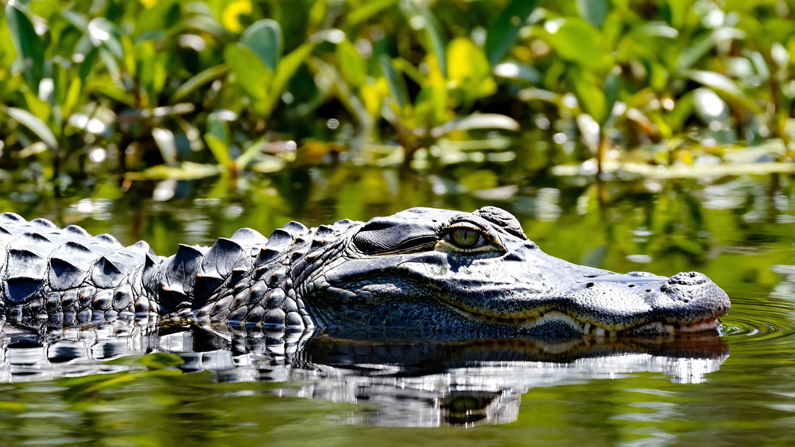 Close-up of an American alligator at the waterline in the Pearl River basin swamp near Slidell, Louisiana