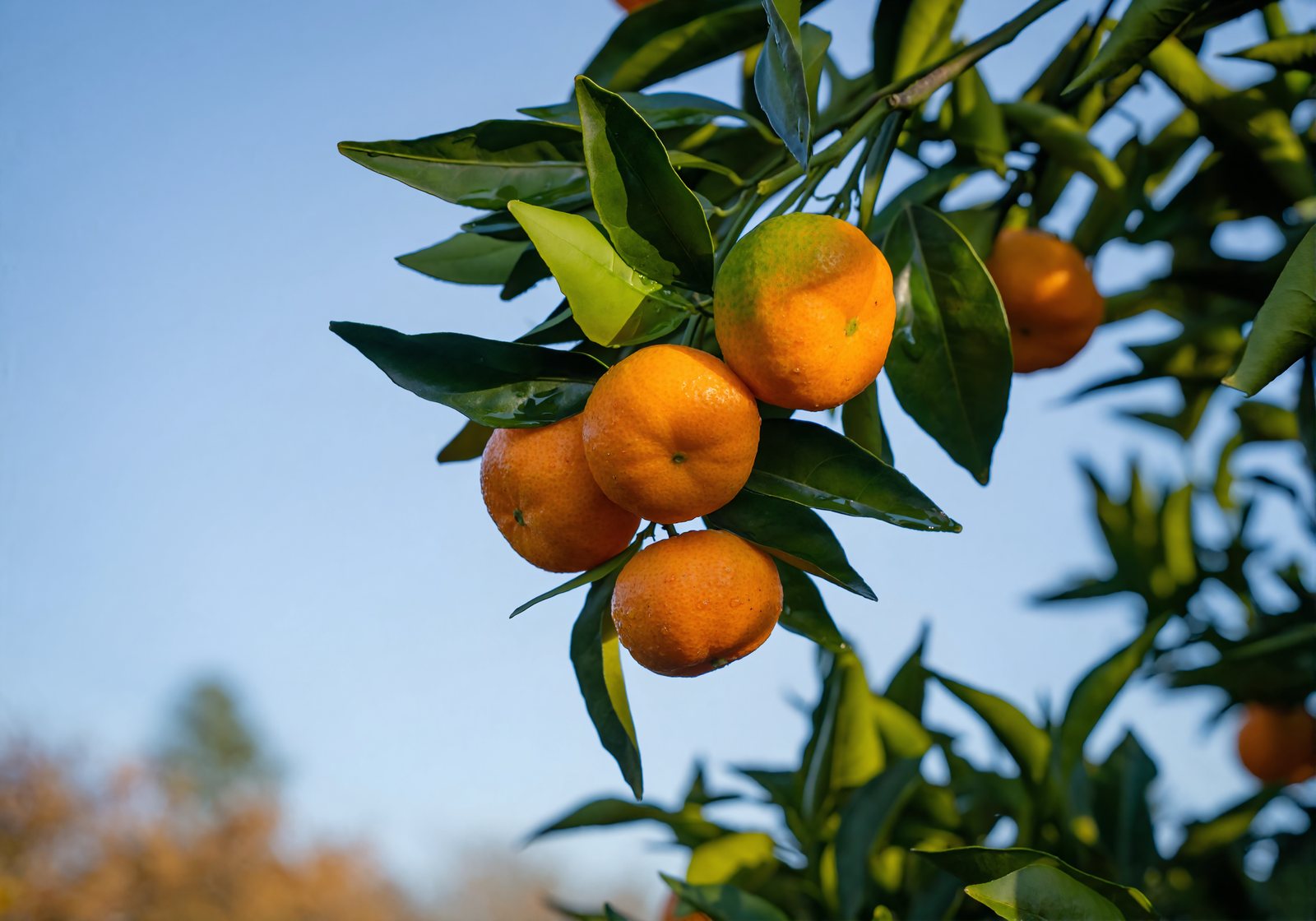 Ripe satsuma mandarins hanging from a leafy citrus branch on a sunny late-fall morning in Louisiana